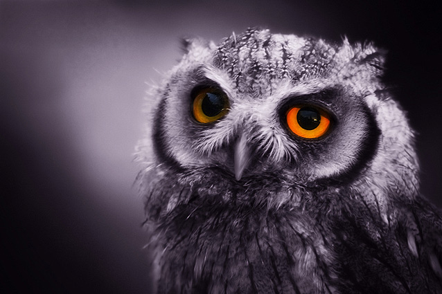 main owl image describing website development