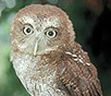 owl 1 on websites block